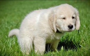 Cách Dạy Chó Đi Vệ Sinh Đúng Cách