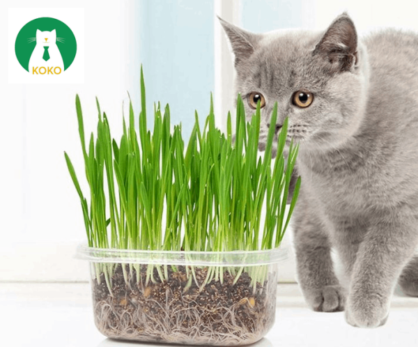 Bộ cỏ trồng cho mèo