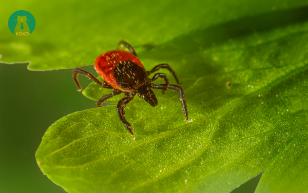 Ve Ixodes hexagonus