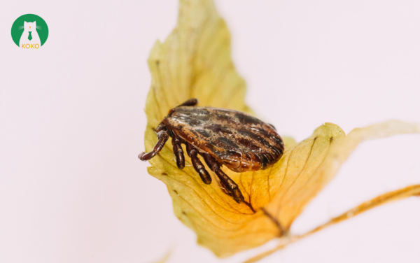 Ve Haemaphysalis longicornis