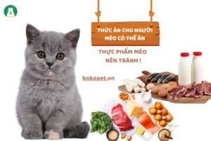 Thức ăn cho người mèo có thể ăn + Thực phẩm mèo nên tránh!