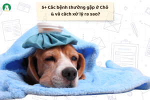 5+ Các bệnh thường gặp ở Chó & và cách xử lý ra sao?