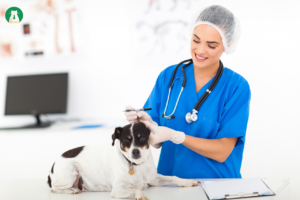 Cách Chữa Trị Bệnh Loạn Sản Xương Hông ở Chó: 2 Phương Pháp Điều Trị Chi Tiết