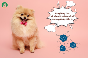 5 Loại Ung Thư Tế Bào Hắc Tố Ở Chó Và Phương Pháp Điều Trị