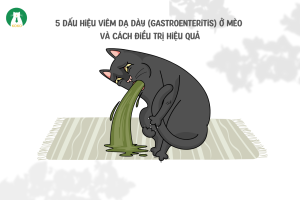 5 Dấu Hiệu Viêm Dạ Dày (Gastroenteritis) ở Mèo và Cách Điều Trị Hiệu Quả