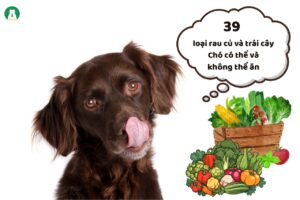 39 loại rau củ và trái cây Chó có thể và không thể ăn