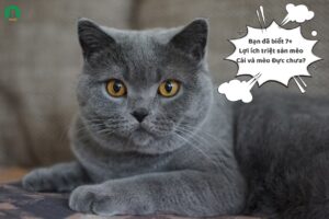 Bạn đã biết 7+ Lợi ích triệt sản mèo Cái và mèo Đực chưa?