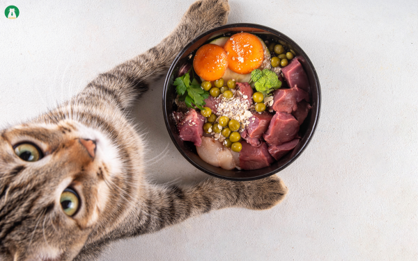 Khen Thưởng Khi Mèo Làm Đúng