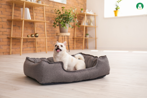 6 Kinh nghiệm nuôi chó dành cho người mới bắt đầu