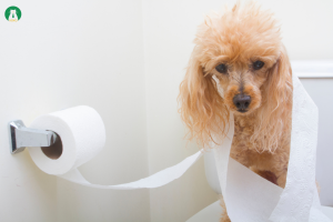 5 cách dạy chó Poodle đi vệ sinh đúng chỗ mong muốn
