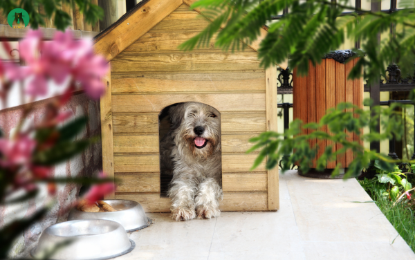 Chuẩn Bị Đầy Đủ Vật Dụng Trước Khi Đón Chó Về