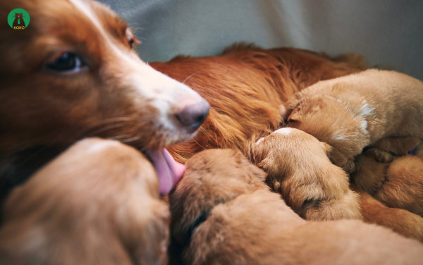Phác Đồ Bổ Sung Canxi Cho Chó Mang Thai Và Cho Con Bú 