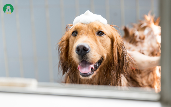 Tắm và làm sạch cơ thể chó đúng cách