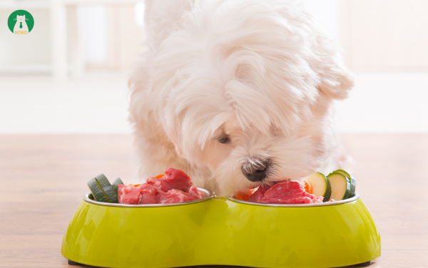 Bổ sung dinh dưỡng đầy đủ – Giải pháp ngăn rụng lông ở chó từ bên trong