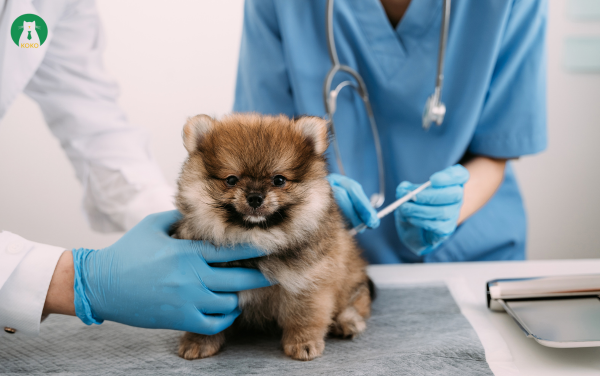 Tiêm phòng đúng lịch – Bước đầu tiên bảo vệ sức khỏe chó cưng