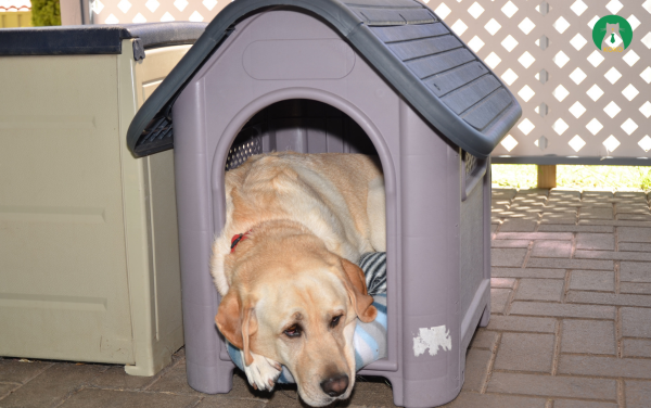 Vệ sinh môi trường sống sạch sẽ để giảm rụng lông ở chó