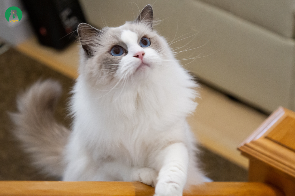 5 Bước Cắt Móng Cho Mèo Dễ Dàng Tại Nhà