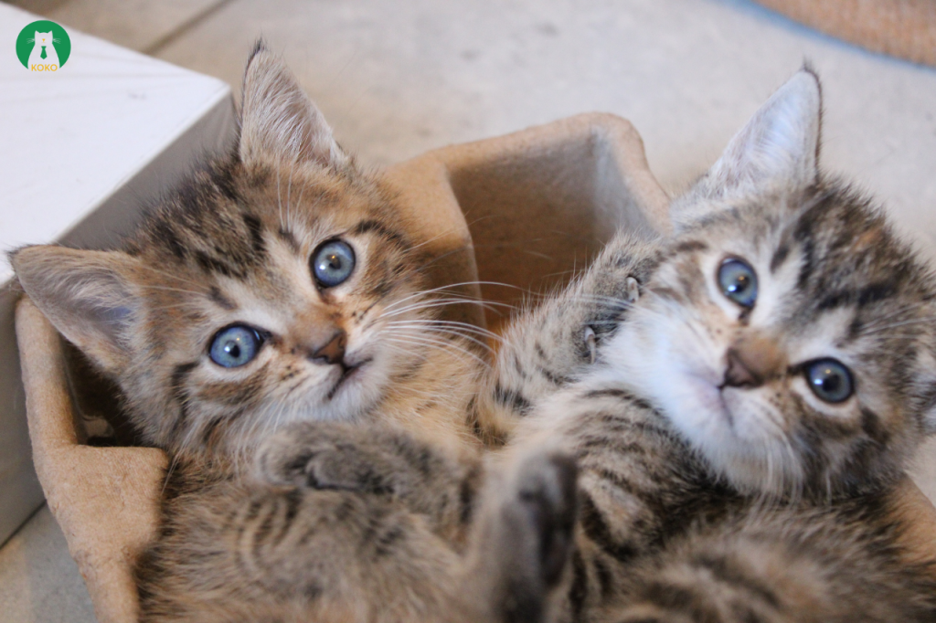 7 mẹo cách trị rận cho mèo tại nhà cực hiệu quả