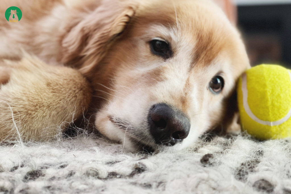 5 điều cần biết khi nuôi và chăm sóc chó già nhiều tuổi