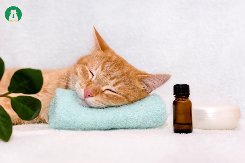 8 điều chú ý khi sử dụng thuốc thú y cho chó mèo