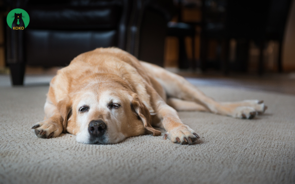 Bệnh lý hoặc rối loạn nội tiết