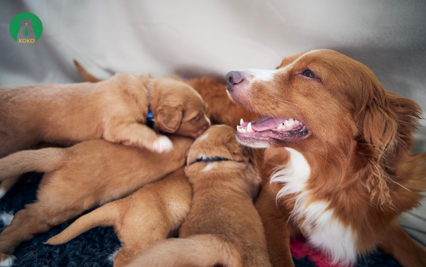 Yếu tố di truyền và giống loài