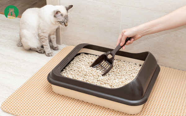 Vệ Sinh Nơi Ở Thường Xuyên – Cách Trị Rận Cho Mèo Hiệu Quả Từ Gốc