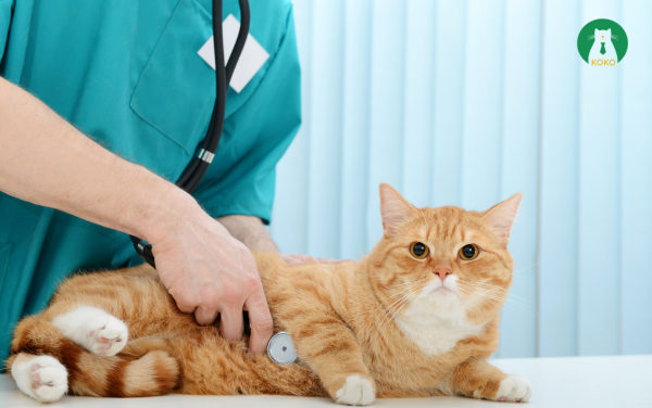 Tham khảo ý kiến bác sĩ thú y trước khi dùng thuốc