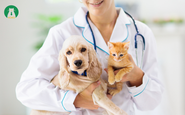 Quan sát phản ứng của thú cưng sau khi dùng thuốc