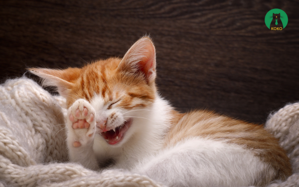 Bước 2: Làm Dịu Tâm Trạng Mèo Trước Khi Cắt – Bí Quyết Để Cắt Móng Cho Mèo Dễ Dàng Hơn