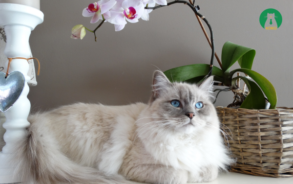 Bước 3: Xác Định Phần Móng Cần Cắt – Tránh Làm Đau Mèo Khi Cắt Móng