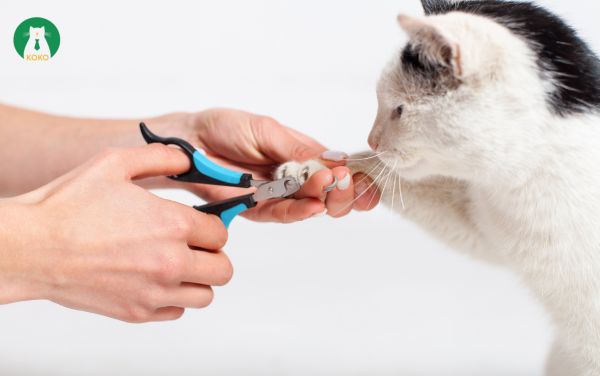 Bước 4: Tiến Hành Cắt Móng Cho Mèo – Kỹ Thuật Cắt Móng Đúng Cách, An Toàn Và Không Gây Đau