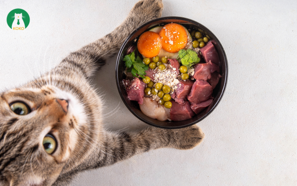 Bước 5: Kiểm Tra Và Thưởng Cho Mèo – Hoàn Thiện Quá Trình Cắt Móng Cho Mèo Một Cách Tích Cực