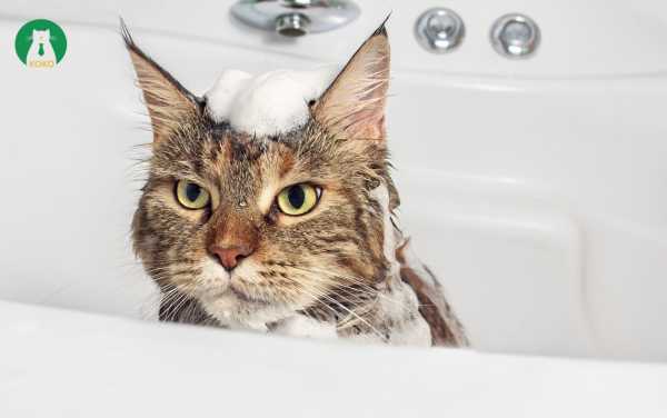 Tắm Cho Mèo Bằng Nước Ấm Pha Muối – Cách Trị Rận Hiệu Quả Tại Nhà