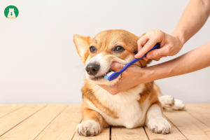 5 Dấu Hiệu Chó Bị Sâu Răng Và Cách Đánh Răng Đúng Chuẩn Cho Cún