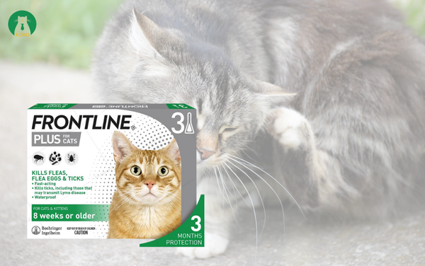 Frontline Plus – Thuốc nhỏ gáy trị ve rận hàng đầu