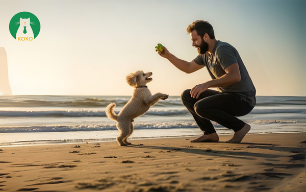 Miniature Poodle