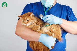 5 Điều cần biết trước và sau khi triệt sản cho mèo