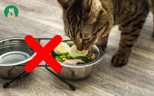 Nhịn ăn, nhịn uống đúng cách trước triệt sản