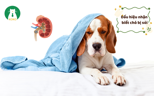 Dấu Hiệu Nhận Biết Chó Bị Sỏi