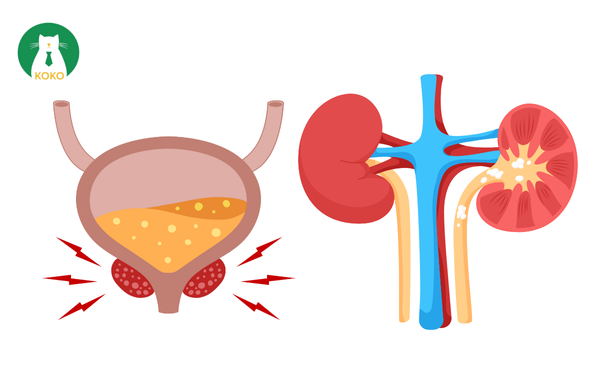 Phân biệt sỏi thận và bàng quang ở chó